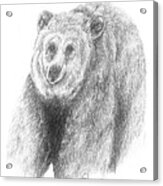 Brown Bear Study Acrylic Print