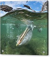 Brown Pelican Fishing Borrero Bay Acrylic Print