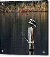 Brown Pelican Perched Acrylic Print
