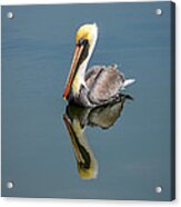 Brown Pelican Reflection Acrylic Print