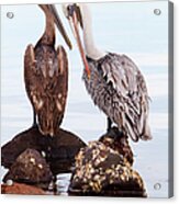 Brown Pelicans Preening Pelecanus Acrylic Print