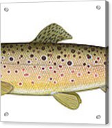 Brown Trout Acrylic Print