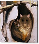 Brush Tail Possum Acrylic Print