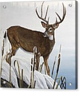 Buck At Waters Edge Acrylic Print