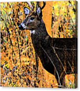 Buck Scouting For Doe Acrylic Print