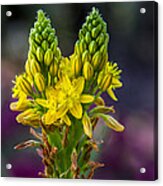 Budding Blossoms Acrylic Print