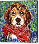 Buddy Dog Beagle Puppy Western Wildflowers Basset Hound Acrylic Print