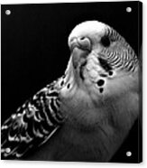 Budgie Acrylic Print