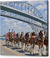 Budweiser Clydesdales Acrylic Print