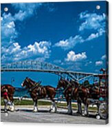 Budweiser Clydsdales And Blue Water Bridges Acrylic Print