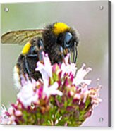 Buff Tailed Bumblebee Acrylic Print
