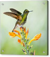 Buff-tailed Coronet Hummingbird Acrylic Print