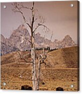 Buffalo And Tetons Acrylic Print