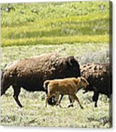 Buffalo Family Acrylic Print