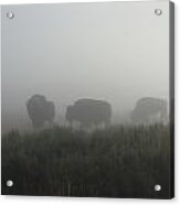 Buffalo In The Mist Acrylic Print