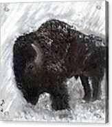 Buffalo In The Snow Acrylic Print