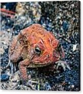 Bufo Terrestris Acrylic Print