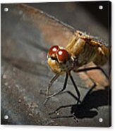 Bug-eyed Acrylic Print