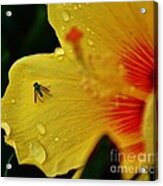 Bugged Hibiscus Acrylic Print