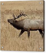 Bugling Bull Acrylic Print