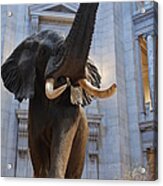 Bull Elephant In Natural History Rotunda Acrylic Print