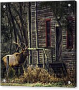 Bull Elk By The Old Boxley Mill Acrylic Print