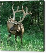 407p Bull Elk Acrylic Print
