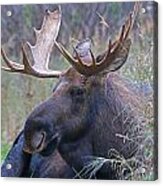 Bull Moose 2 Acrylic Print