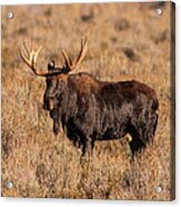 Bull Moose Acrylic Print