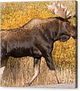 Bull Moose Grand Teton National Park Acrylic Print