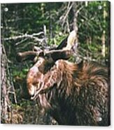 Bull Moose In Spring Acrylic Print