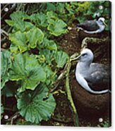Bullers Albatross Nesting Snares Islands Acrylic Print