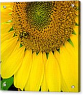 Bumble Bee On Sunflower Acrylic Print