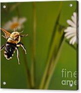 Bumblebee In Flight Acrylic Print