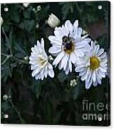 Bumblebee On Daisy Acrylic Print