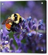 Bumblebee On Lavender Acrylic Print