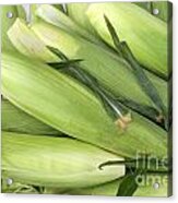 Bunch Of Corn In Husk Acrylic Print
