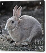 Bunny Acrylic Print