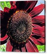 Burgundy Sunflower Acrylic Print