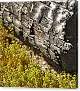 Burned Log Yellow Grasses Acrylic Print