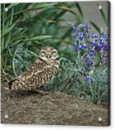 Burrowing Owl With Lupine Acrylic Print