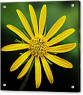 Bursting Yellow Petals Acrylic Print