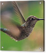 Busy Hummingbird Acrylic Print