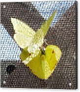 Sulfur Butterflies Mating Acrylic Print