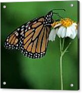 Butterfly 3 Acrylic Print