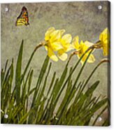 Butterfly And Daffodils Acrylic Print