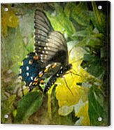 Butterfly And Jasmine Acrylic Print