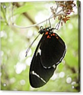 Butterfly At St. Louis Zoo Acrylic Print