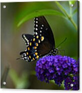 Butterfly Atttaction Acrylic Print