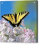Butterfly Bouquet Acrylic Print